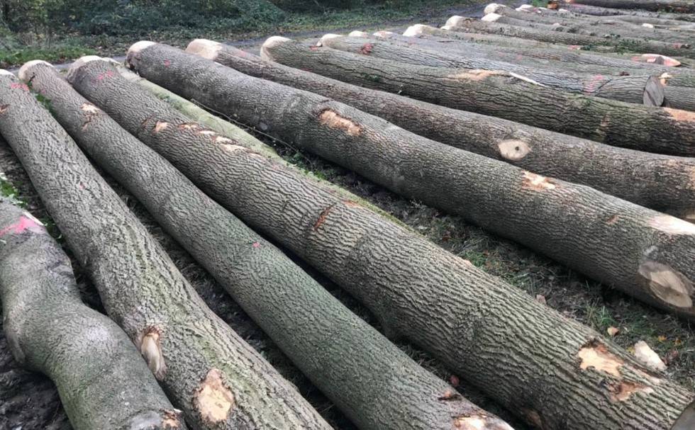 Việt Nam tăng nhập khẩu gỗ nguyên liệu từ EU